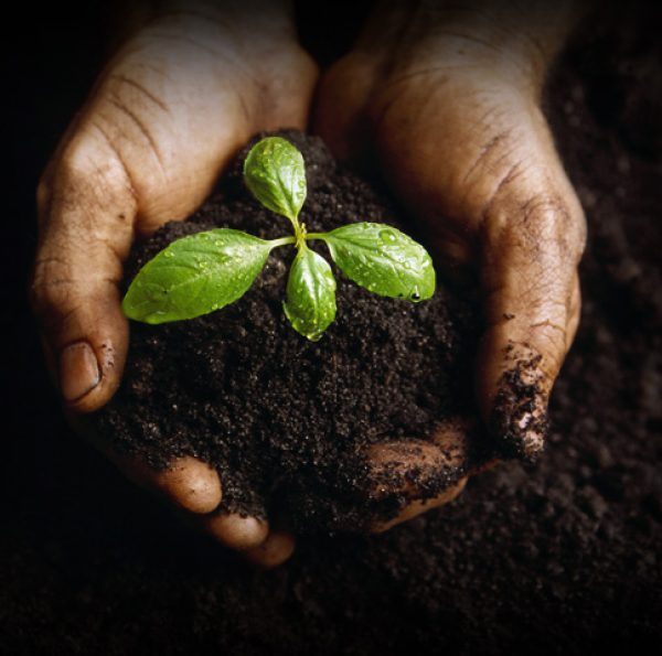 Hands Holding a Seedling and Soil ca. 2000